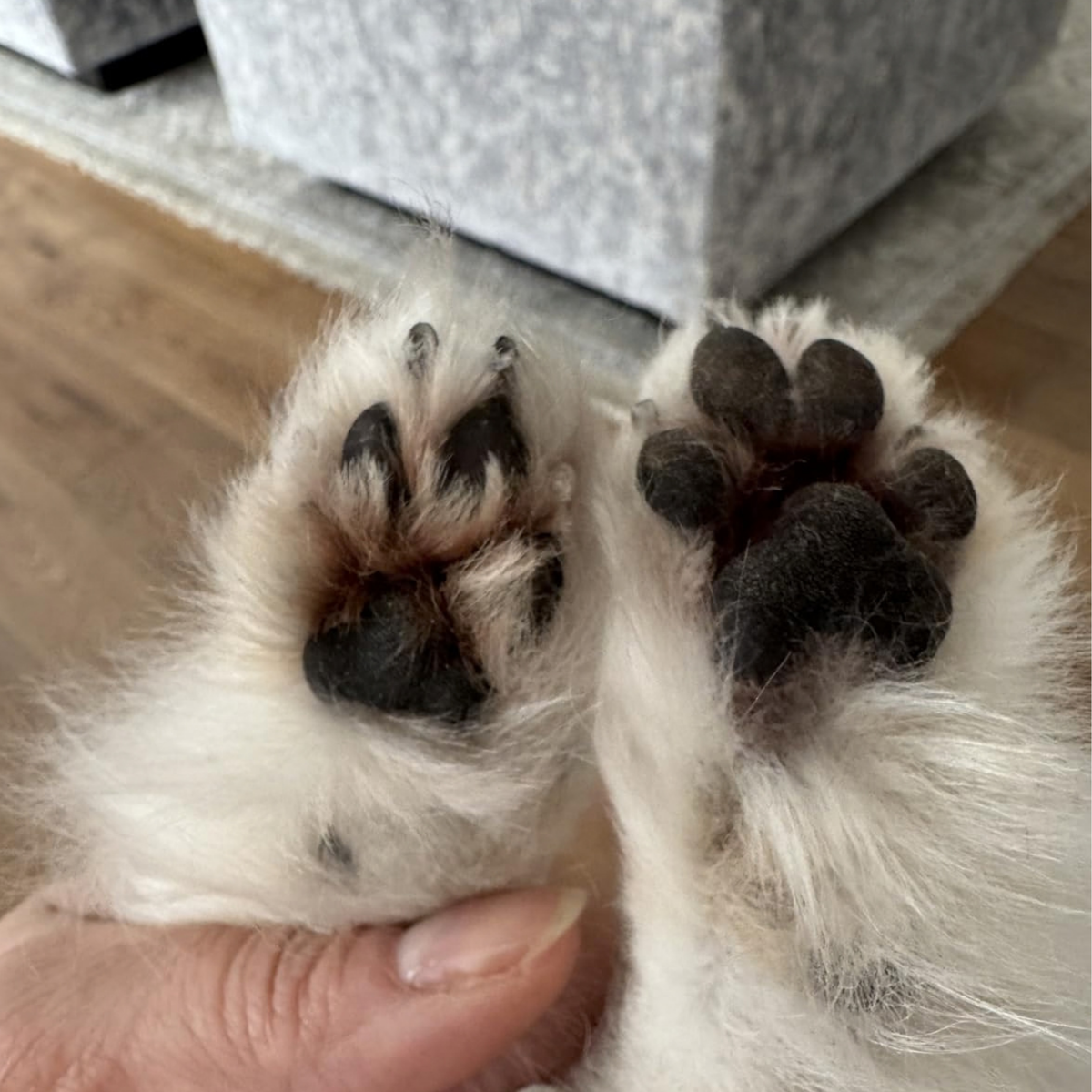 Happy Paws™ Precision Paw & Fur Trimmer