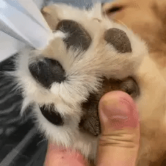 Happy Paws™ Precision Paw & Fur Trimmer